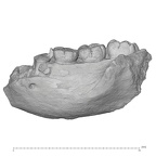 KNM-ER 15930 Paranthropus boisei partial mandible lateral