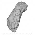 KNM-ER 15930 Paranthropus boisei partial mandible superior