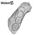KNM-ER 15930 Paranthropus boisei partial mandible ply movie