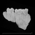 KNM-ER 1802 Homo sp. mandible ct slice