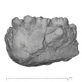 KNM-ER 1802 Homo sp. mandible lateral