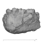 KNM-ER 1802 Homo sp. mandible lateral
