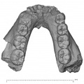 KNM-ER 1802 Homo sp. mandible superior