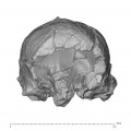 KNM-ER 1805 Homo habilis cranium anterior