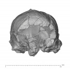 KNM-ER 1805 H. habilis cranium