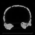 KNM-ER 1805 Homo habilis cranium ct slice