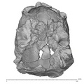 KNM-ER 1805 Homo habilis cranium inferior