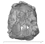 KNM-ER 1805 Homo habilis cranium inferior