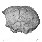 KNM-ER 1805 Homo habilis cranium lateral