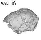 KNM-ER 1805 Homo habilis cranium ply movie