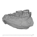 KNM-ER 1805 Homo habilis mandible lateral