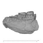 KNM-ER 1805 Homo habilis mandible lateral