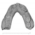 KNM-ER 1805 Homo habilis mandible superior