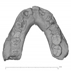 KNM-ER 1805 Homo habilis mandible superior