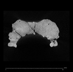KNM-ER 1805 Homo habilis maxilla ct slice