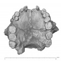 KNM-ER 1805 Homo habilis maxilla inferior