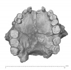 KNM-ER 1805 Homo habilis maxilla inferior