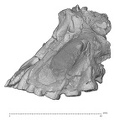 KNM-ER 1805 Homo habilis maxilla lateral