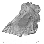 KNM-ER 1805 Homo habilis maxilla lateral