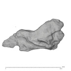 KNM-ER 1805 Homo habilis occipital fragment view 1