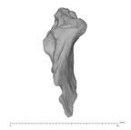 KNM-ER 1805 Homo habilis occipital fragment view 2