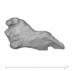 KNM-ER 1805 Homo habilis occipital fragment view 3