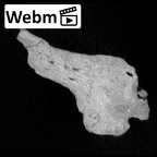 KNM-ER 1805 Homo habilis occipital fragment ct stack movie