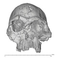KNM-ER 1813 Homo habilis cranium anterior