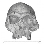 KNM-ER 1813 Homo habilis cranium anterior
