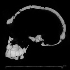 KNM-ER 1813 Homo habilis cranium ct slice