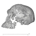 KNM-ER 1813 Homo habilis cranium lateral