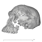 KNM-ER 1813 Homo habilis cranium lateral
