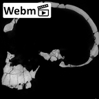KNM-ER 1813 Homo habilis cranium ct stack movie