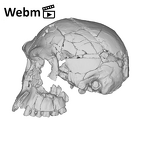KNM-ER 1813 Homo habilis cranium ply movie