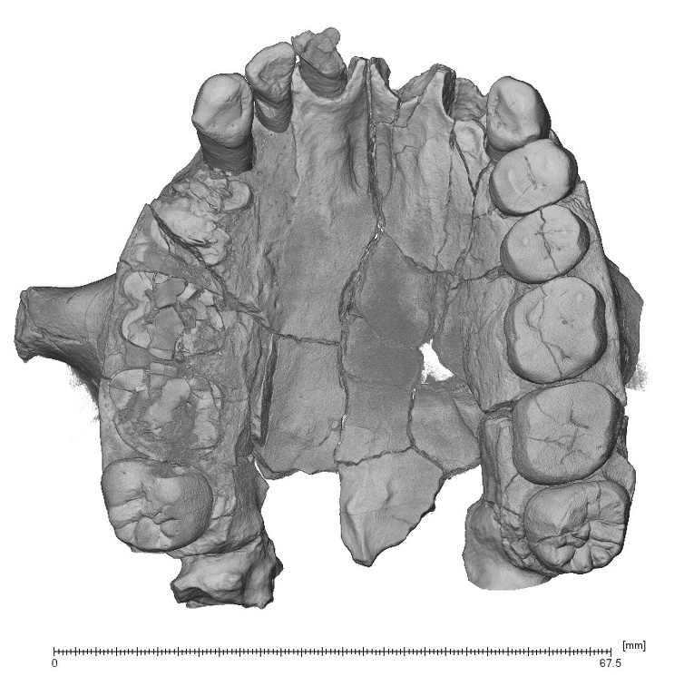 KNM-ER 1813 Homo habilis maxilla inferior