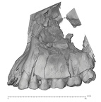 KNM-ER 1813 Homo habilis maxilla lateral