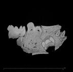 KNM-ER 1820 Paranthropus boisei partial mandible ct slice