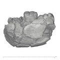 KNM-ER 1820 Paranthropus boisei partial mandible lateral