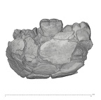 KNM-ER 1820 Paranthropus boisei partial mandible lateral