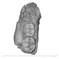 KNM-ER 1820 Paranthropus boisei partial mandible superior