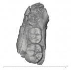 KNM-ER 1820 P. boisei partial mandible