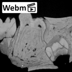 KNM-ER 1820 Paranthropus boisei partial mandible ct stack movie