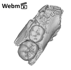 KNM-ER 1820 Paranthropus boisei partial mandible ply movie