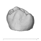 KNM-ER 18538 Australopithecus anamensis URP4 buccal