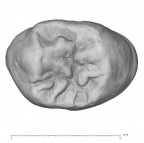 KNM-ER 18538 Australopithecus anamensis URP4 occlusal