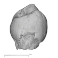 KNM-ER 18539 Australopithecus anamensis URP3 buccal