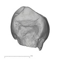 KNM-ER 18539 Australopithecus anamensis URP3 lingual