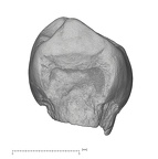 KNM-ER 18539 Australopithecus anamensis URP3 lingual