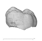 KNM-ER 20421 Australopithecus anamensis URM3 buccal