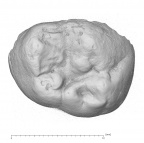 KNM-ER 20421 Australopithecus anamensis URM3 occlusal